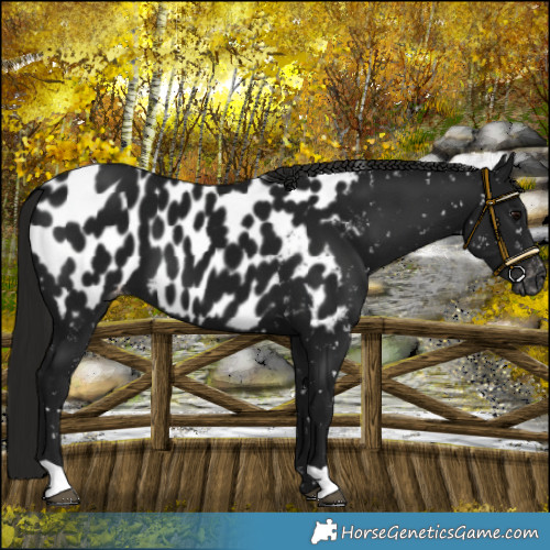 Horse Color:Gray Smoky Black Near Leopard 