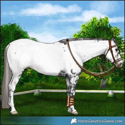 Horse Color:Smoky Black Near Fewspot 