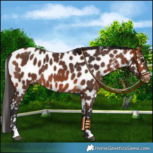 Horse Color:Bay Near Leopard 