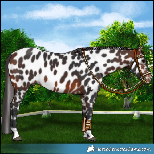 Horse Color:Bay Appaloosa 