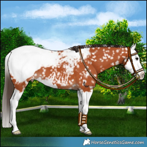Horse Color:Bay Splash Snowcap 