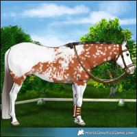 Horse Color:Bay Splash Snowcap