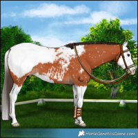 Horse Color:Bay Splash Appaloosa 