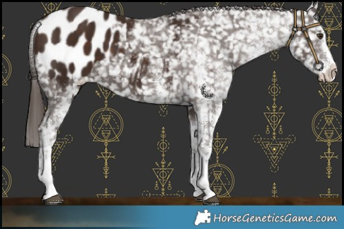 Horse Color:White Spotted Liver Chestnut Appaloosa
