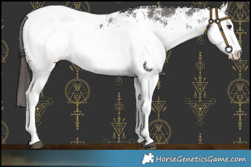 Horse Color:White Spotted Liver Chestnut Appaloosa 