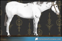 Horse Color:White Spotted Liver Chestnut Snowcap 