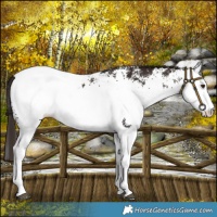 Horse Color:White Spotted Liver Chestnut Appaloosa
