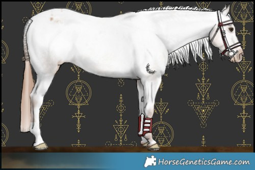 Horse Color:Red Dun Varnish 