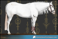 Horse Color:Red Dun Varnish