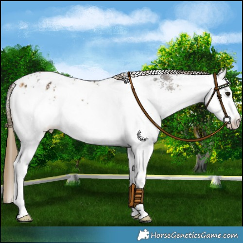 Horse Color:White Spotted Buckskin Blanket 
