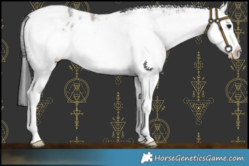 Horse Color:White Spotted Brown Dun Appaloosa 