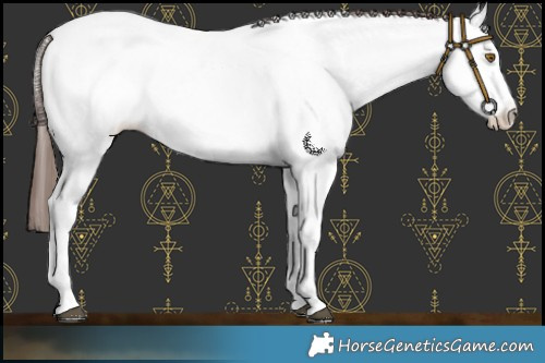 Horse Color:White Spotted Brown Dun Appaloosa Rabicano