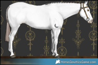 Horse Color:White Spotted Brown Dun Fewspot Rabicano