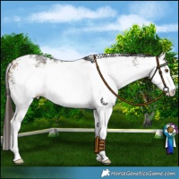 Horse Color:White Spotted Buckskin