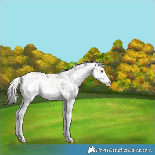 Horse Color:White Spotted Sable Champagne Sabino Blanket Rabicano 