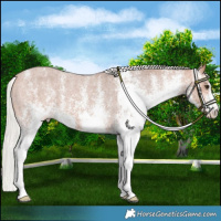 Horse Color:White Spotted Silver Bay Appaloosa