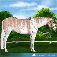 Horse Color:White Spotted Silver Bay Appaloosa
