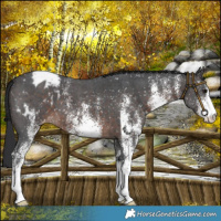 Horse Color:White Spotted Brown Appaloosa 