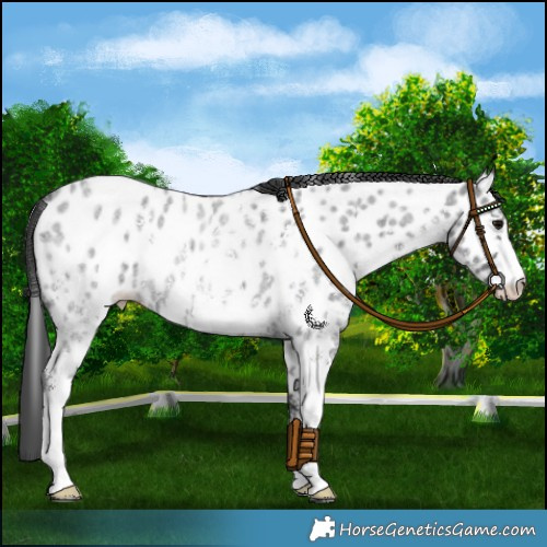 Horse Color:Blue Roan Sabino Appaloosa Rabicano 