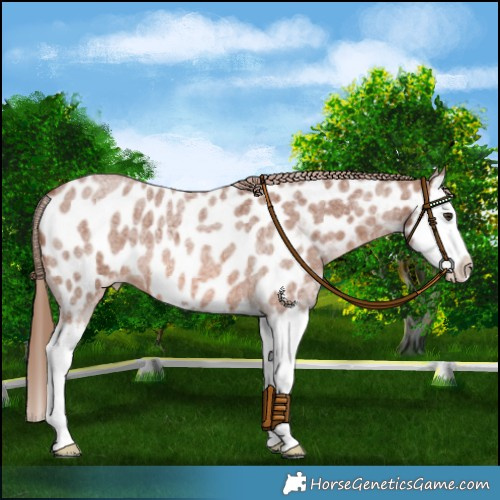 Horse Color:Red Roan Splash Near Leopard 