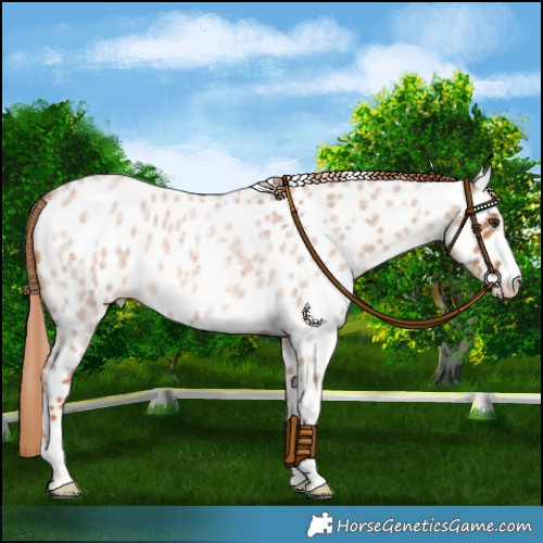 Horse Color:Red Roan Appaloosa