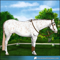 Horse Color:Red Roan Near Leopard 