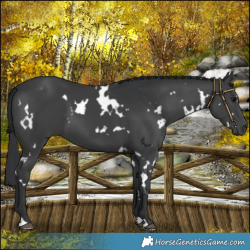 Horse Color:White Spotted Black 