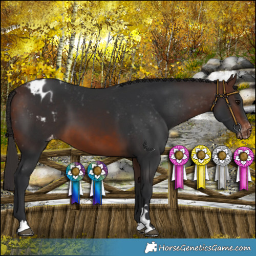 Horse Color:Brown Appaloosa 