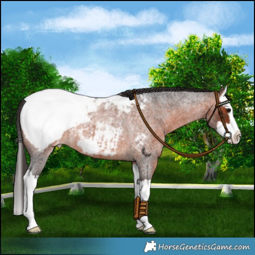 Horse Color:Brown Roan Splash Appaloosa 
