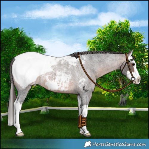 Horse Color:Brown Roan Splash Appaloosa 