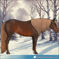 Horse Color:Liver Chestnut 