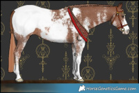 Horse Color:White Spotted Chestnut Appaloosa 
