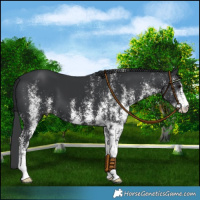 Horse Color:White Spotted Black