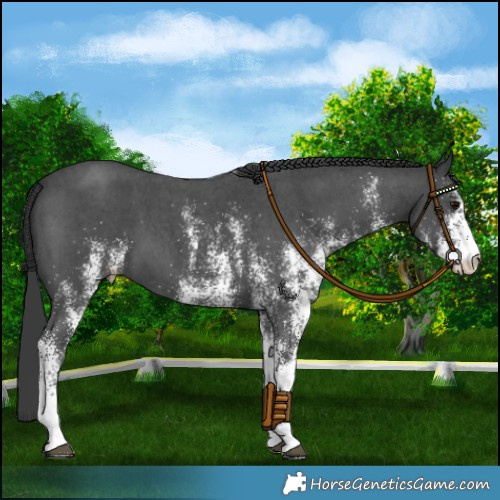 Horse Color:White Spotted Black 