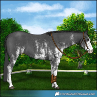 Horse Color:White Spotted Black 