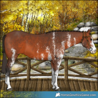 Horse Color:White Spotted Bay 