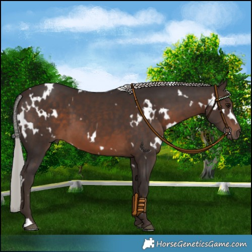 Horse Color:White Spotted Silver Brown 