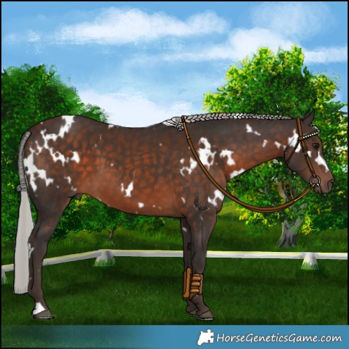 Horse Color:White Spotted Silver Brown 