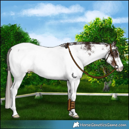 Horse Color:White Spotted Liver Chestnut Near Fewspot 