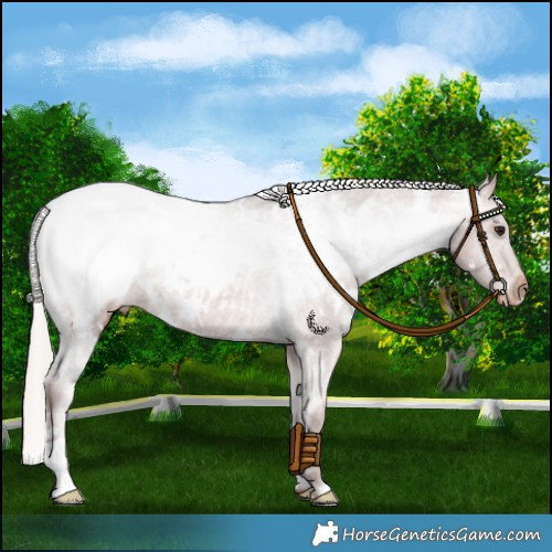 Horse Color:White Spotted Chocolate Silver Brown Near Fewspot 