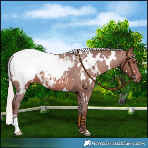 Horse Color:White Spotted Chocolate Silver Brown Appaloosa