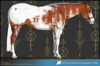 Horse Color:White Spotted Chocolate Silver Bay Near Fewspot