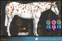 Horse Color:White Spotted Silver Bay Leopard Rabicano 