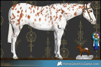 Horse Color:White Spotted Silver Bay Appaloosa Rabicano 