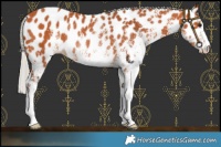 Horse Color:White Spotted Silver Bay Appaloosa Rabicano 
