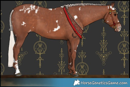 Horse Color:White Spotted Chocolate Silver Black Sabino Appaloosa 