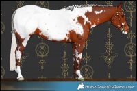 Horse Color:White Spotted Chocolate Silver Brown Appaloosa 