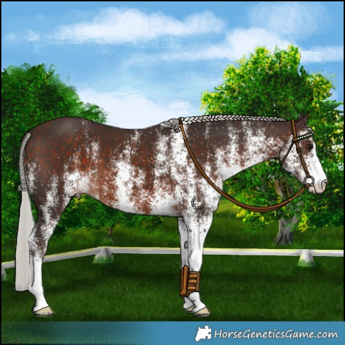 Horse Color:White Spotted Silver Brown 