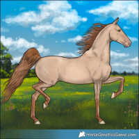 Horse Color:Gold Champagne Dun 