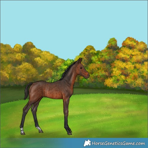 Horse Color:Brown Rabicano  and Brown Rabicano 